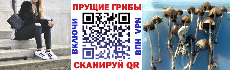 где купить наркоту  Мензелинск  Псилоцибиновые грибы ЛСД 